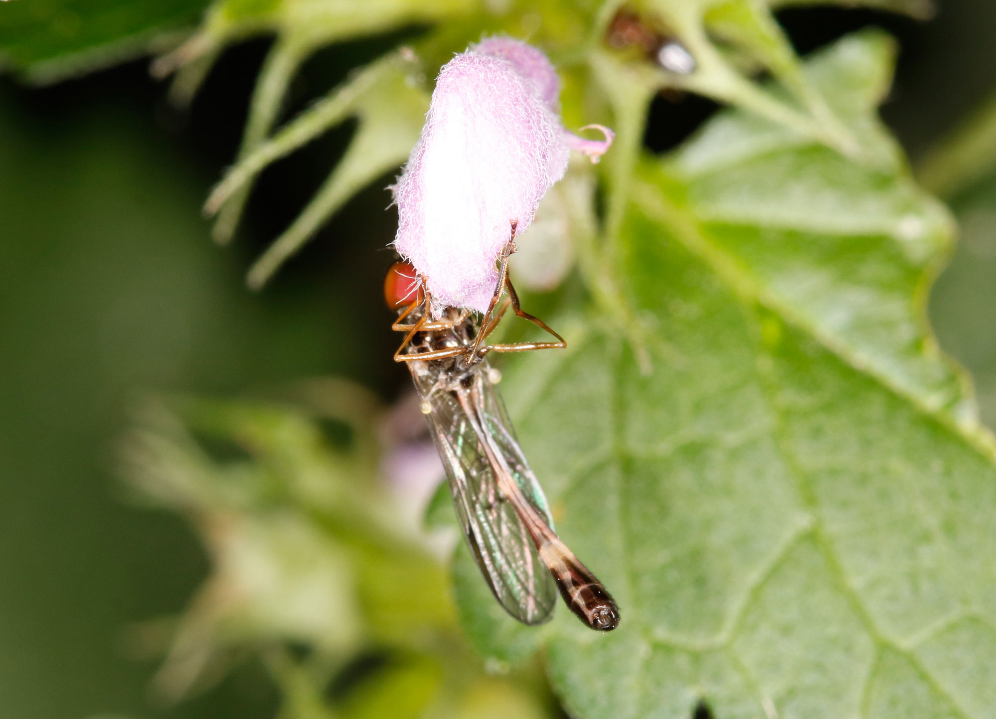Syrphidae: Baccha elongata maschio e femmina